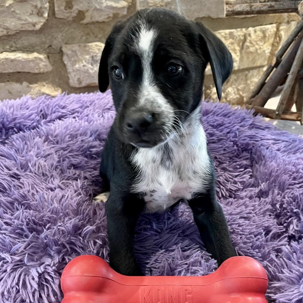 Lab bluetick best sale coonhound mix