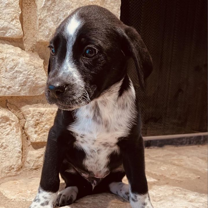 border collie doberman mix