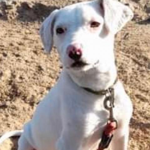 Remy, an adoptable Labrador Retriever in San Diego, CA_image-2