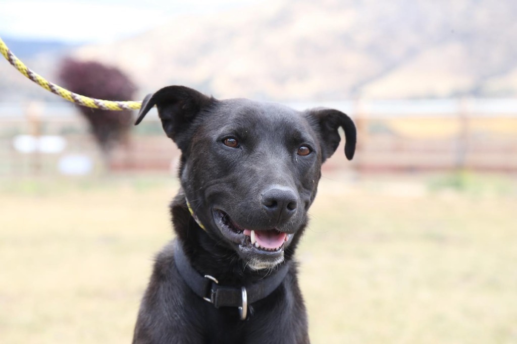 Sierra, an adoptable Australian Kelpie in Tehachapi, CA, 93561 | Photo Image 1