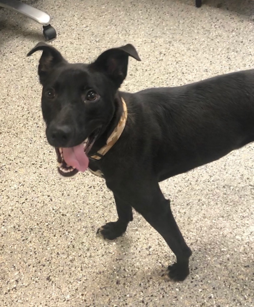 Sierra, an adoptable Australian Kelpie in Tehachapi, CA, 93561 | Photo Image 2