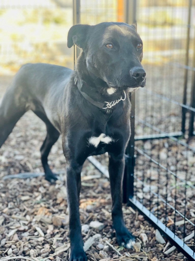 Sierra, an adoptable Australian Kelpie in Tehachapi, CA, 93561 | Photo Image 3