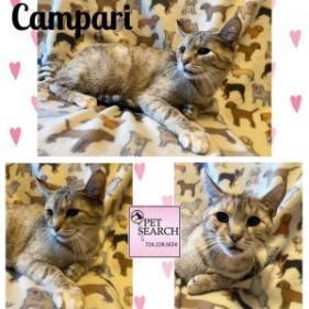 Campari, an adoptable Domestic Short Hair in Washington, PA, 15301 | Photo Image 1