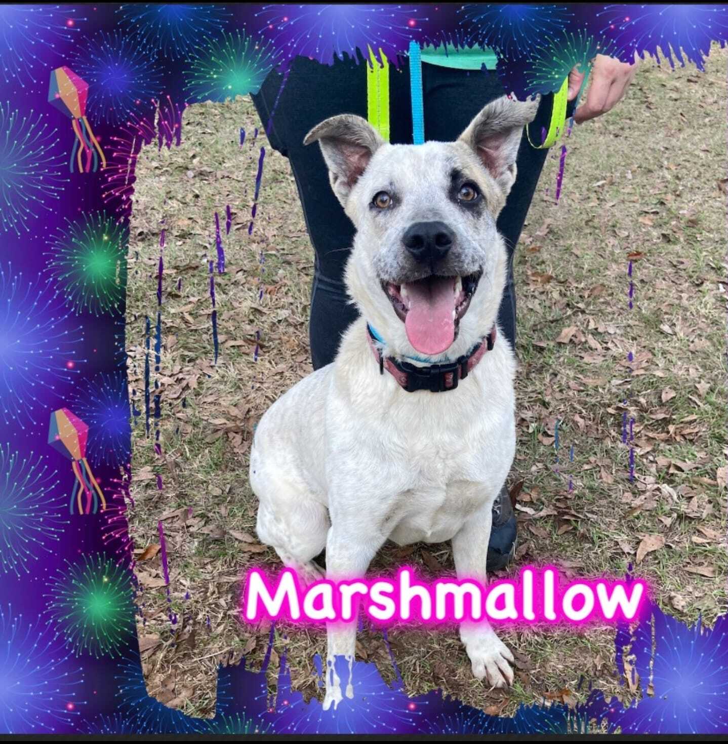 Marshmellow