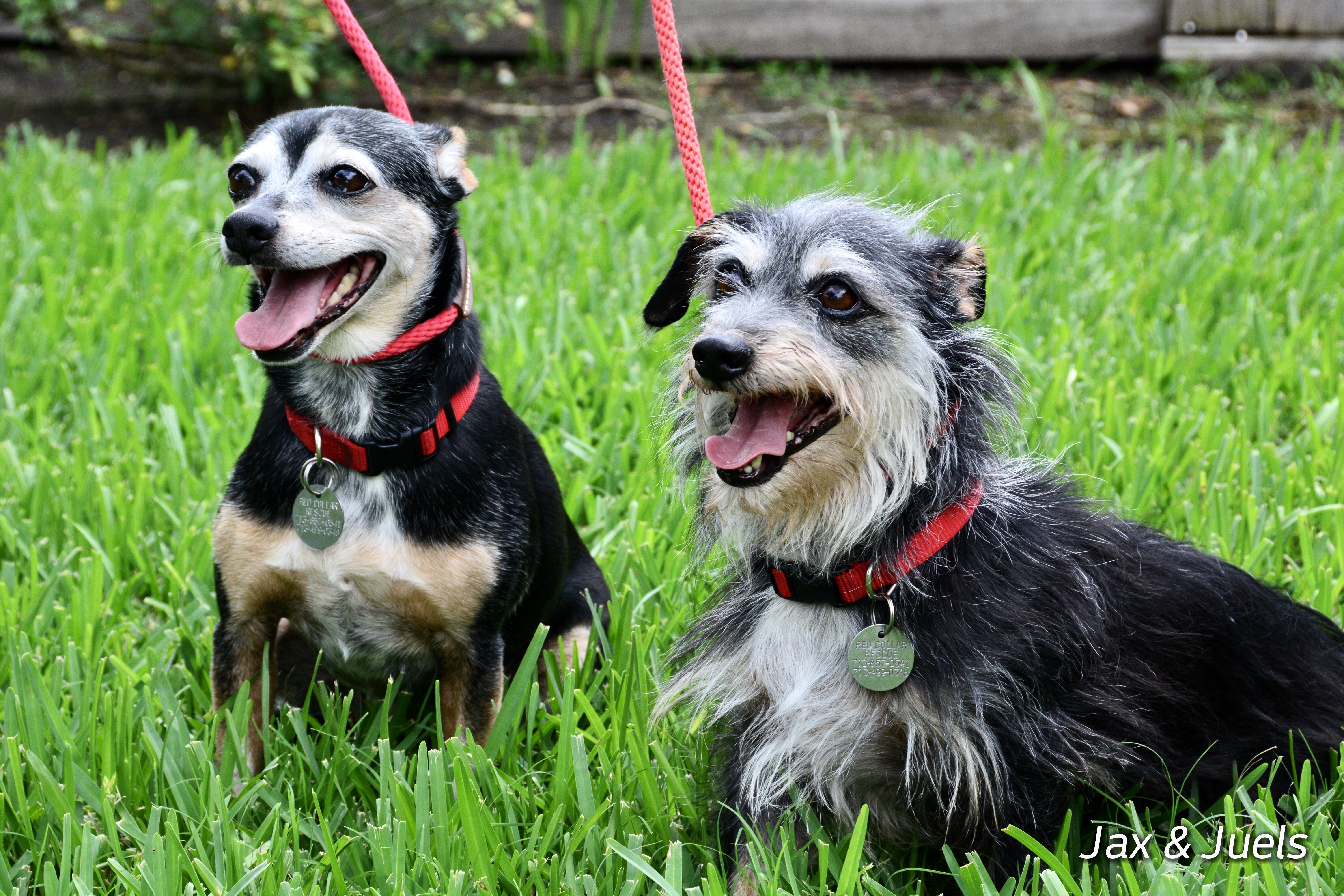 Jax & Juels (male & female bonded pair)