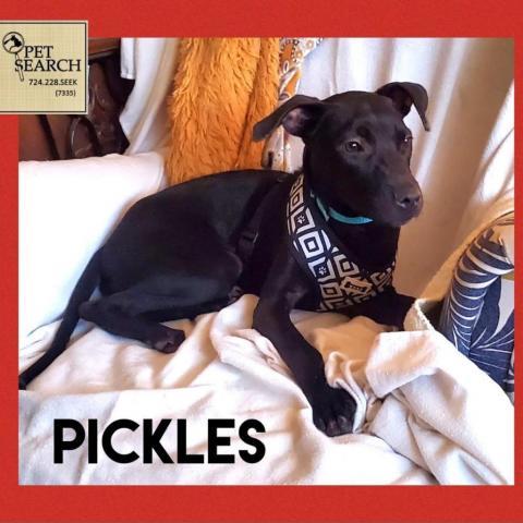 Pickles, an adoptable Black Labrador Retriever in Washington, PA, 15301 | Photo Image 1