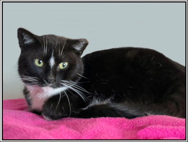 Harvest, an adoptable Domestic Short Hair Mix in Lacon, IL_image-3