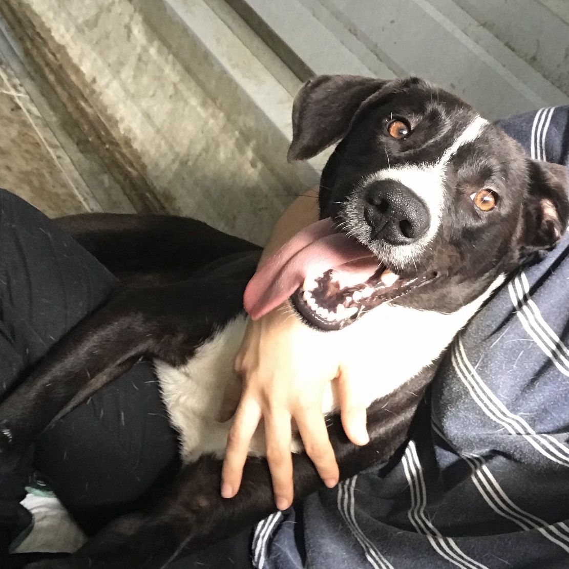 Steven, an adoptable Labrador Retriever in San Juan, PR, 00937 | Photo Image 4