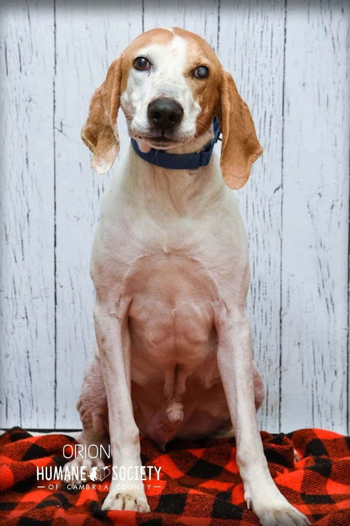 Orion, an adoptable Hound in Johnstown, PA_image-1