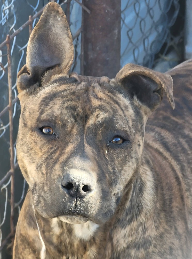 Zena, an adoptable Pit Bull Terrier in Crosbyton, TX, 79322 | Photo Image 1