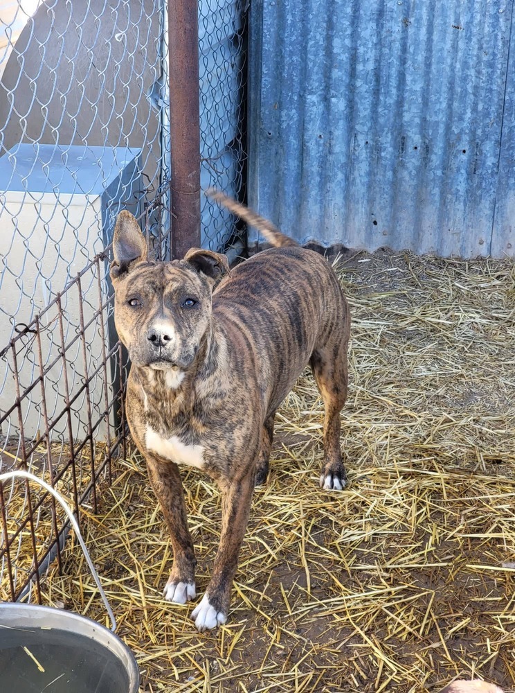 Zena, an adoptable Pit Bull Terrier in Crosbyton, TX, 79322 | Photo Image 2