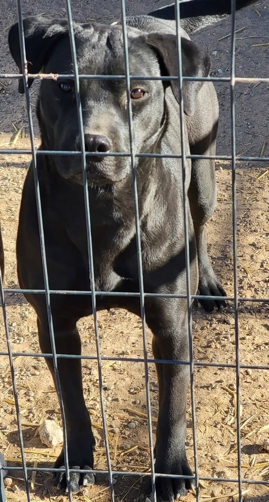 Claire, an adoptable Labrador Retriever, Mixed Breed in Crosbyton, TX, 79322 | Photo Image 1