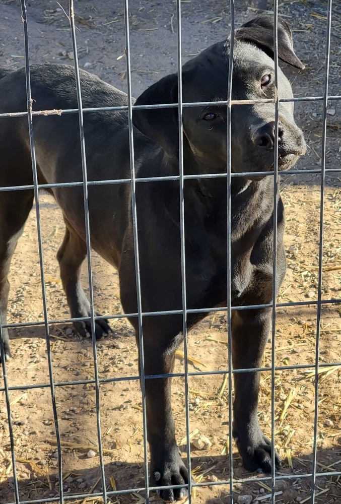 Claire, an adoptable Labrador Retriever, Mixed Breed in Crosbyton, TX, 79322 | Photo Image 2