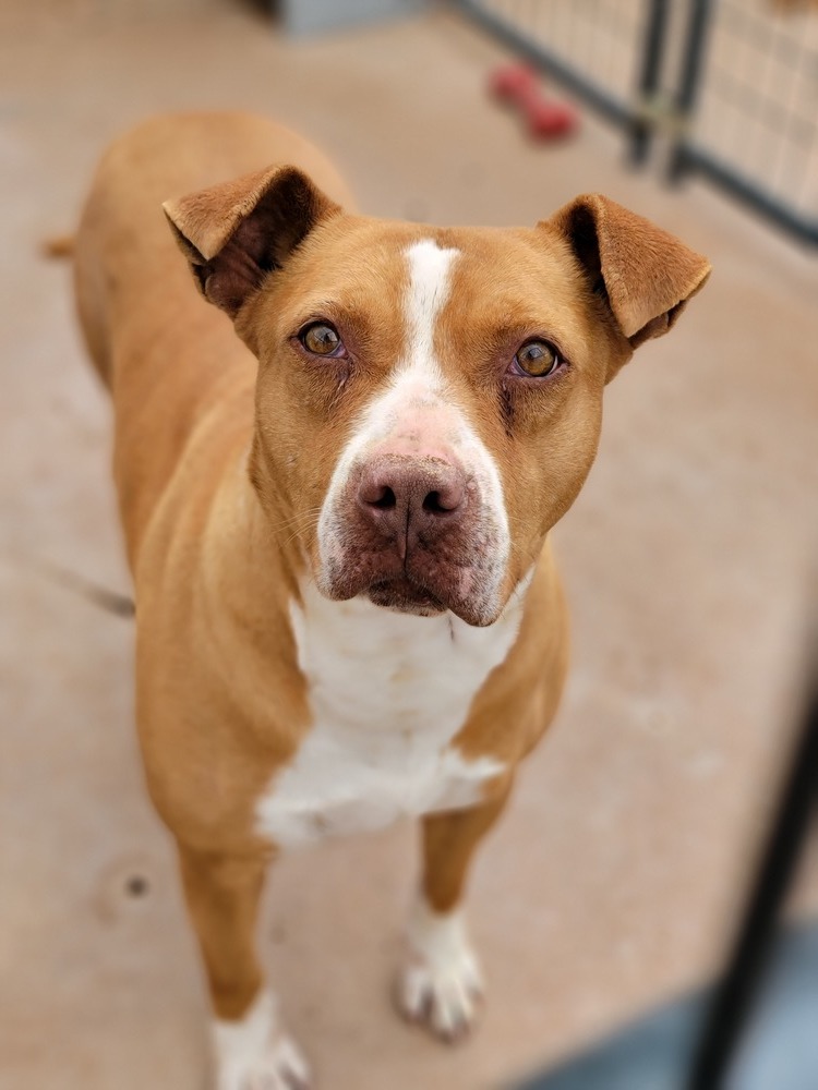 Jilly, an adoptable Pit Bull Terrier in Crosbyton, TX, 79322 | Photo Image 1
