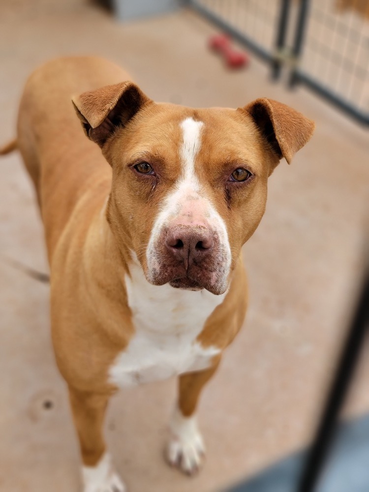 Jilly, an adoptable Pit Bull Terrier in Crosbyton, TX, 79322 | Photo Image 2