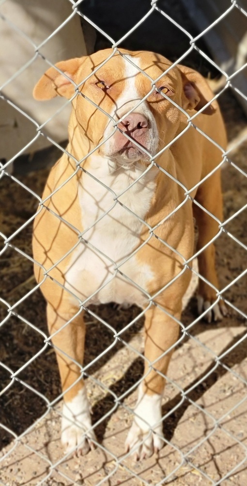 Jilly, an adoptable Pit Bull Terrier in Crosbyton, TX, 79322 | Photo Image 3