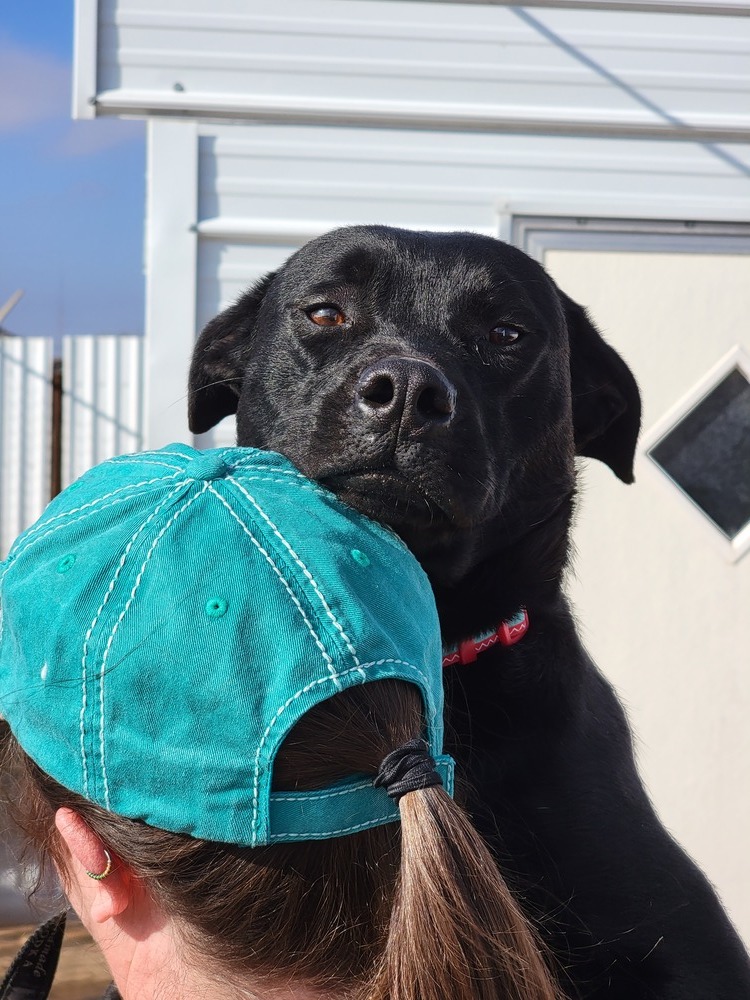 Laila, an adoptable Labrador Retriever, Mixed Breed in Crosbyton, TX, 79322 | Photo Image 1