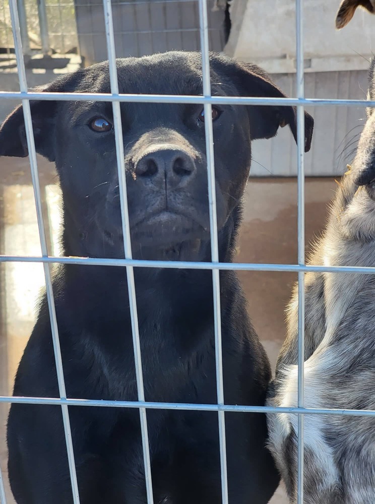 Laila, an adoptable Labrador Retriever, Mixed Breed in Crosbyton, TX, 79322 | Photo Image 2