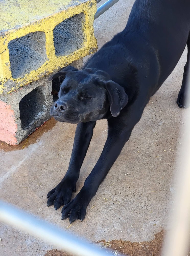Laila, an adoptable Labrador Retriever, Mixed Breed in Crosbyton, TX, 79322 | Photo Image 3