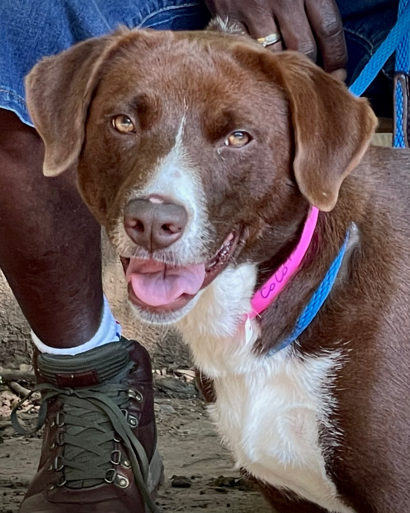 COCO PUFF, an adoptable Labrador Retriever, Border Collie in Little Rock, AR, 72210 | Photo Image 1