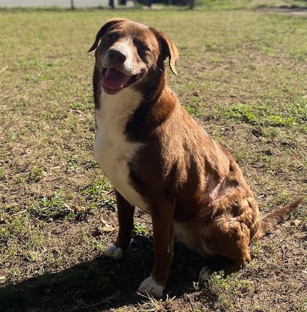 COCO PUFF, an adoptable Labrador Retriever, Border Collie in Little Rock, AR, 72210 | Photo Image 1