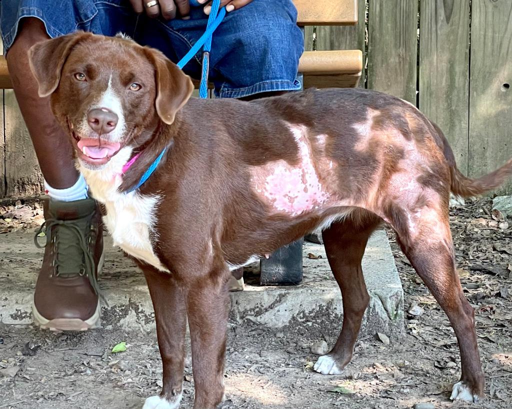 COCO PUFF, an adoptable Labrador Retriever, Border Collie in Little Rock, AR, 72210 | Photo Image 2