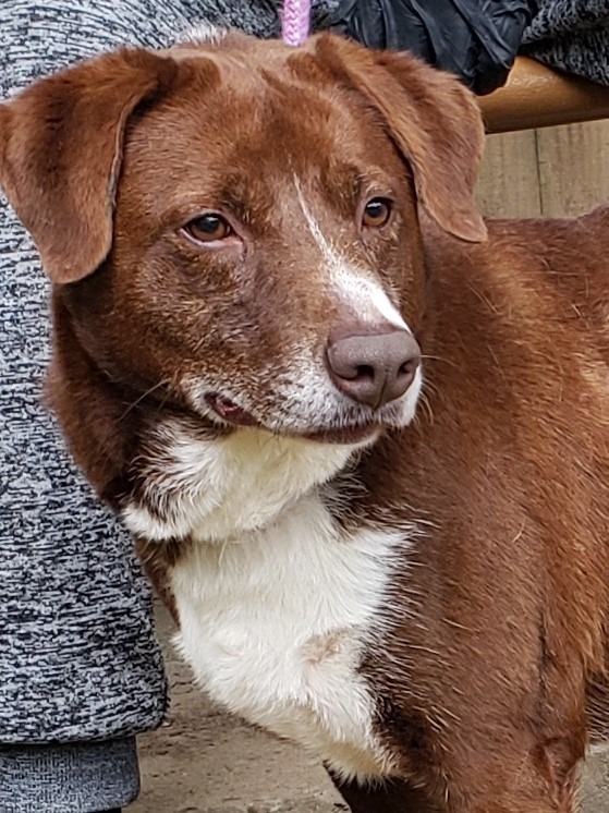 COCO PUFF, an adoptable Labrador Retriever, Border Collie in Little Rock, AR, 72210 | Photo Image 3