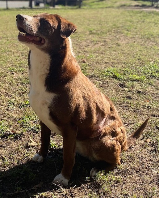 COCO PUFF, an adoptable Labrador Retriever, Border Collie in Little Rock, AR, 72210 | Photo Image 3