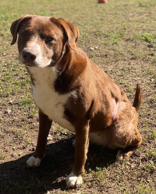 COCO PUFF, an adoptable Labrador Retriever, Border Collie in Little Rock, AR, 72210 | Photo Image 4