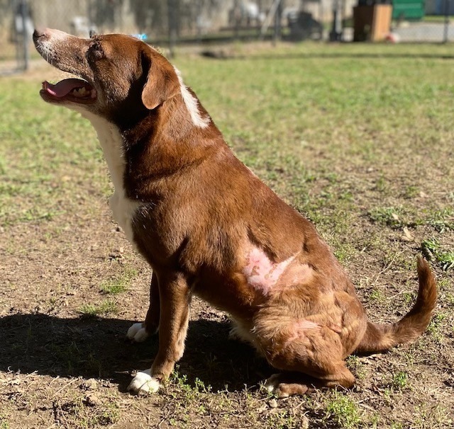 COCO PUFF, an adoptable Labrador Retriever, Border Collie in Little Rock, AR, 72210 | Photo Image 4