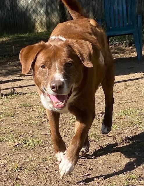 COCO PUFF, an adoptable Labrador Retriever, Border Collie in Little Rock, AR, 72210 | Photo Image 6