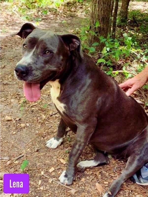 Lena , an adoptable American Staffordshire Terrier in Stockbridge, GA, 30281 | Photo Image 1