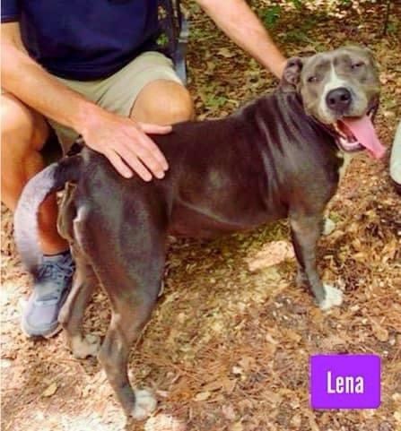Lena , an adoptable American Staffordshire Terrier in Stockbridge, GA, 30281 | Photo Image 3