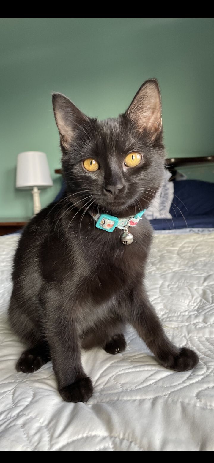 Katniss, an adopted Domestic Short Hair Mix in Omaha, NE_image-1