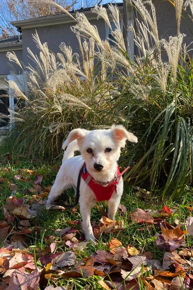 CHANEL!, an adopted Maltese & Poodle Mix in Philadelphia, PA_image-1