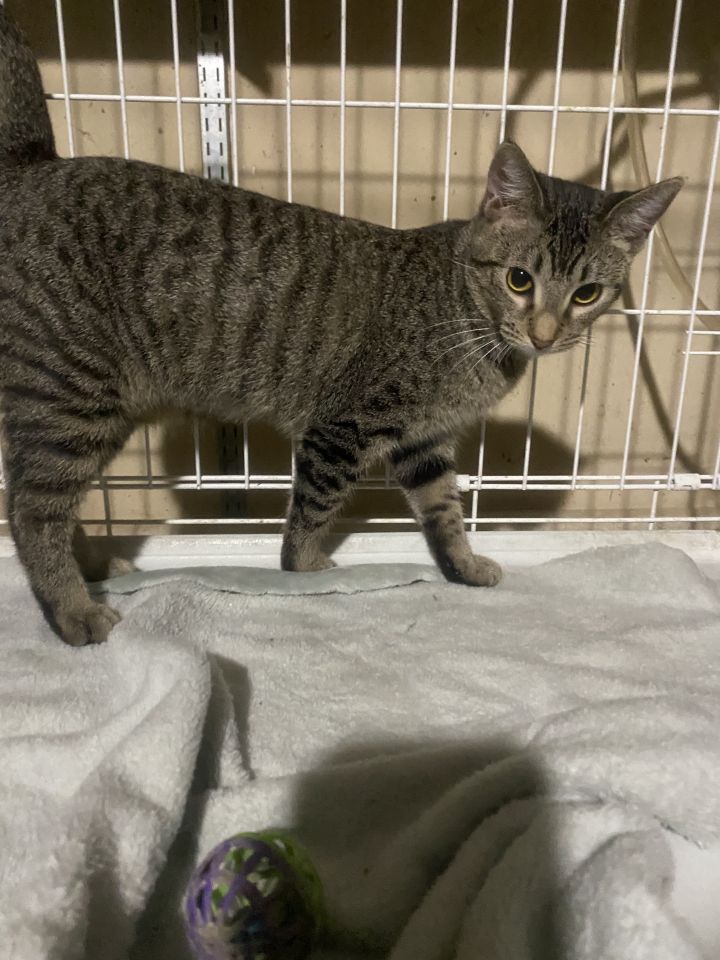 Cat for adoption Honey an American Shorthair in Arlington TN