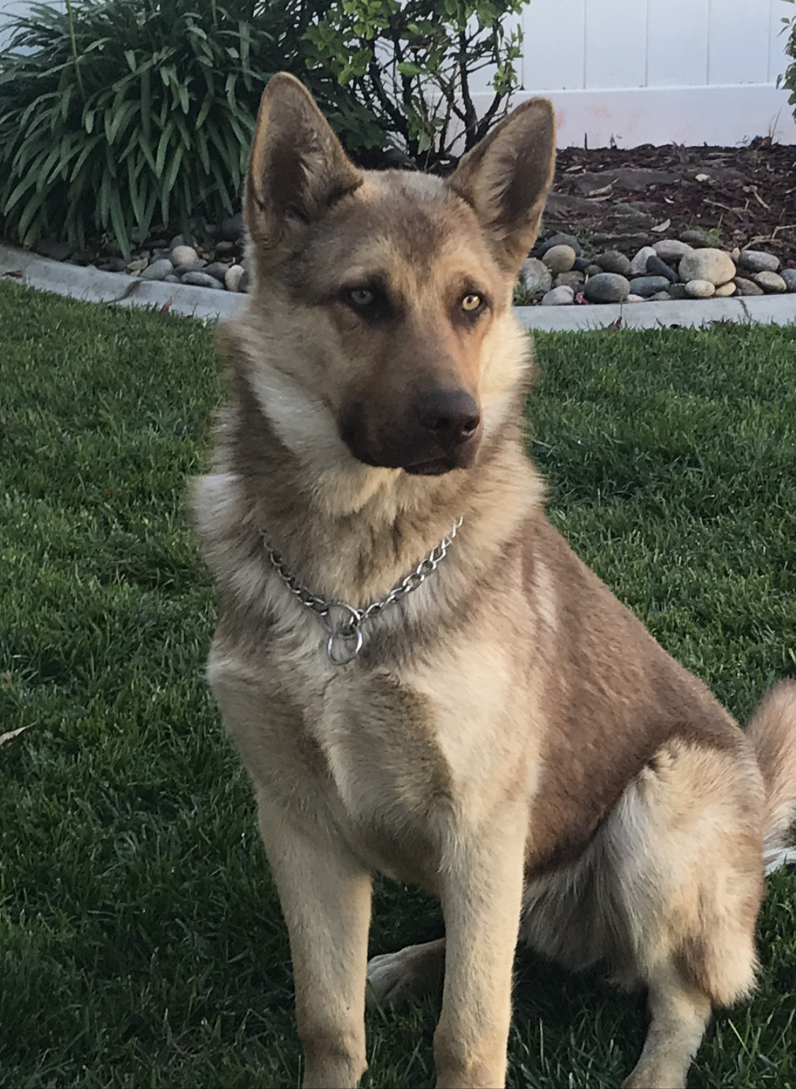 Rudy, an adoptable German Shepherd Dog, Husky in Wilton, CA, 95693 | Photo Image 1