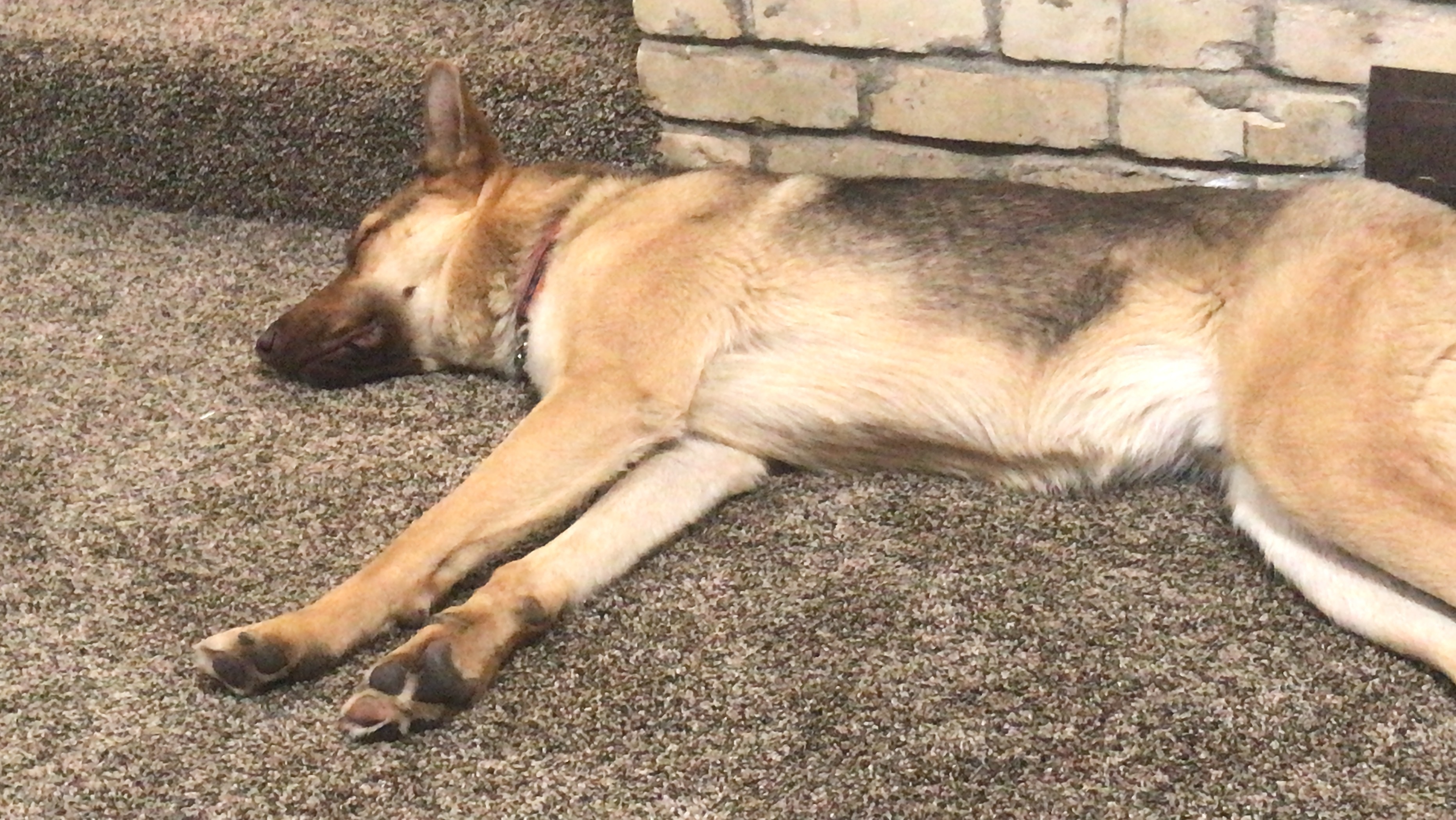 Rudy, an adoptable German Shepherd Dog, Husky in Wilton, CA, 95693 | Photo Image 3