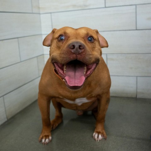 Eugene, an adoptable Pit Bull Terrier, Mixed Breed in West Jordan, UT, 84084 | Photo Image 1