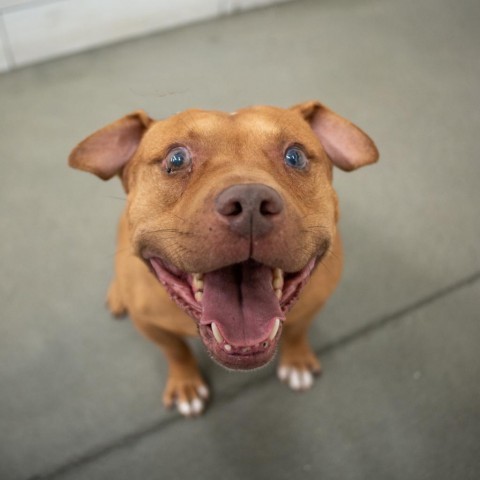 Eugene, an adoptable Pit Bull Terrier, Mixed Breed in West Jordan, UT, 84084 | Photo Image 3