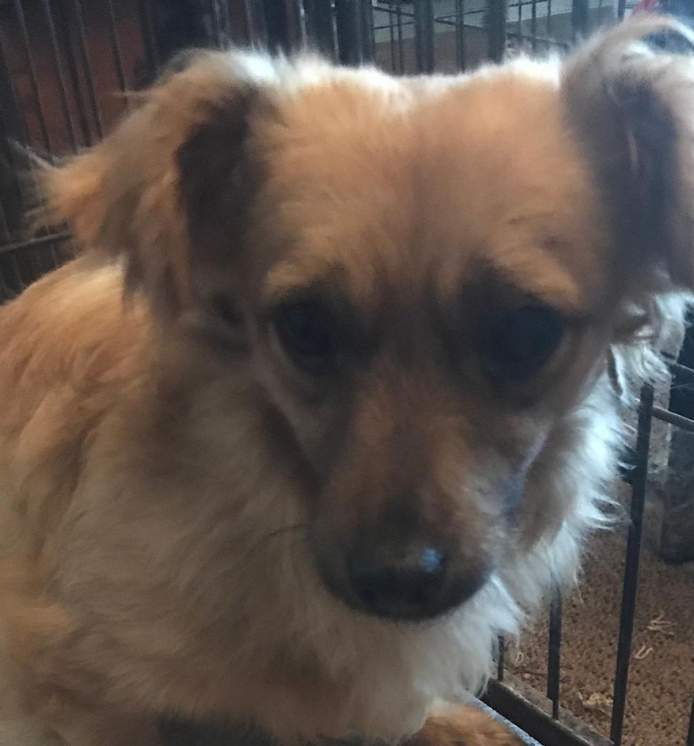 SHILOCK, an adoptable Dachshund, Chihuahua in Pittsburg, CA, 94565 | Photo Image 1