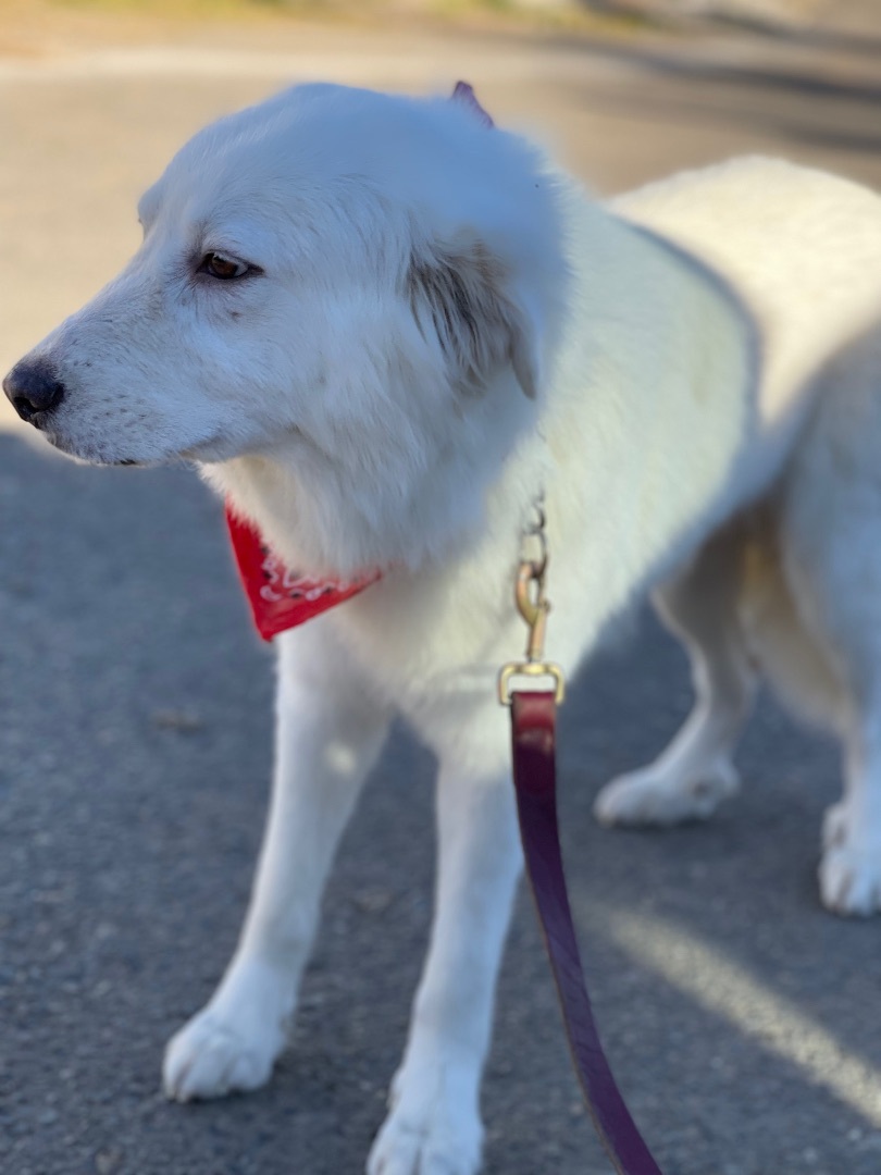 Thelma, an adoptable Great Pyrenees in Wilton, CA, 95693 | Photo Image 2