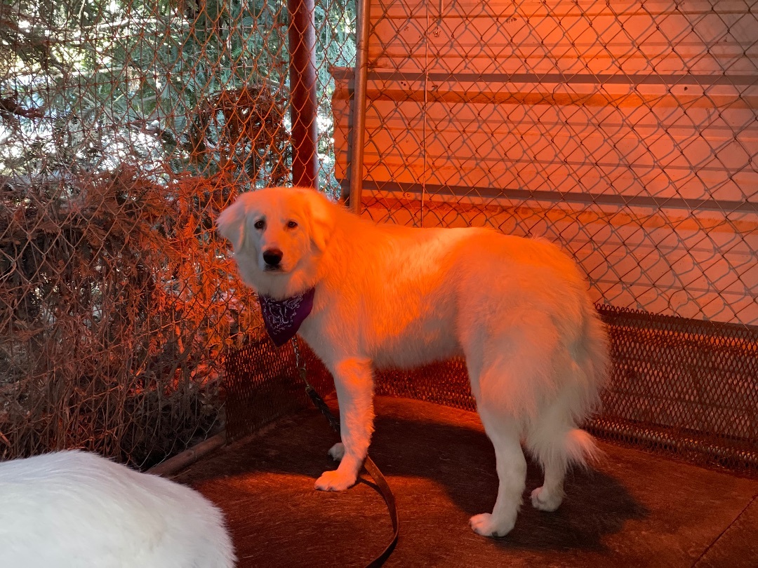 Thelma, an adoptable Great Pyrenees in Wilton, CA, 95693 | Photo Image 3