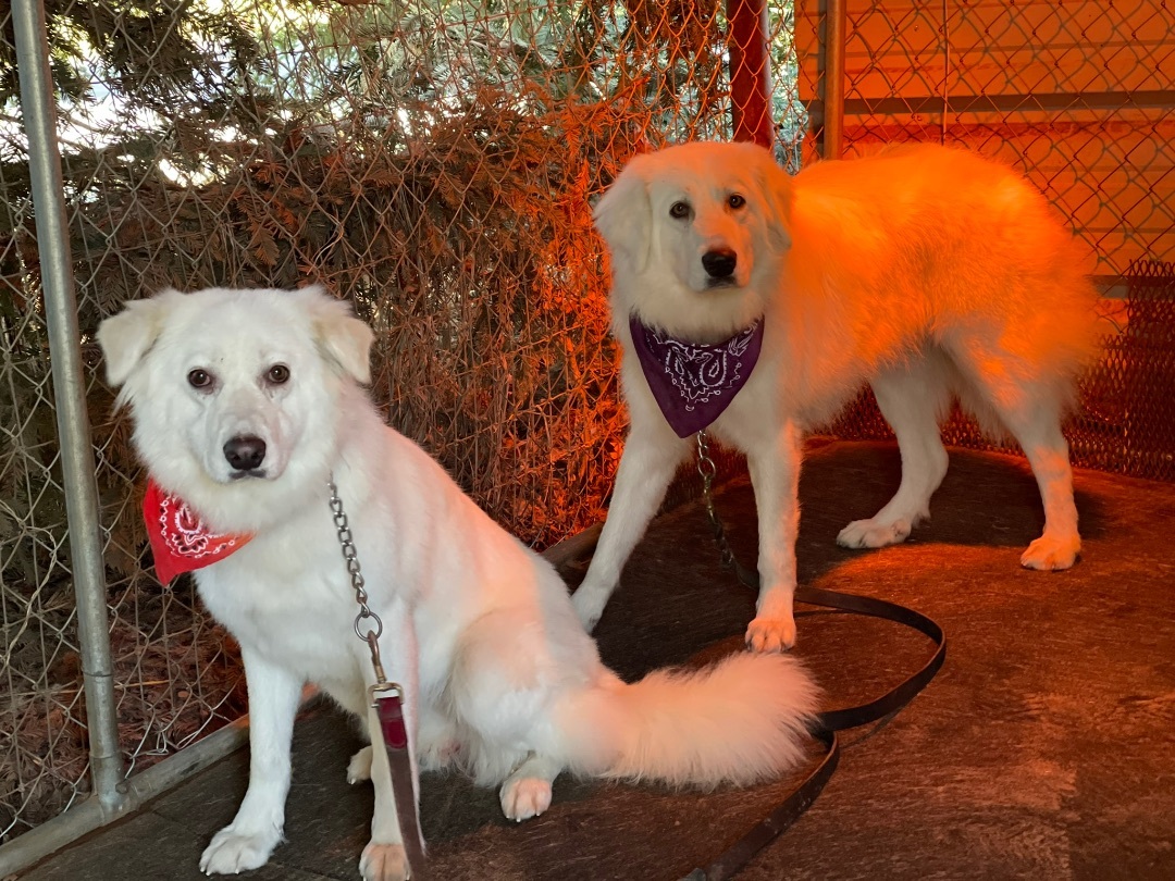 Louise, an adoptable Great Pyrenees in Wilton, CA, 95693 | Photo Image 2