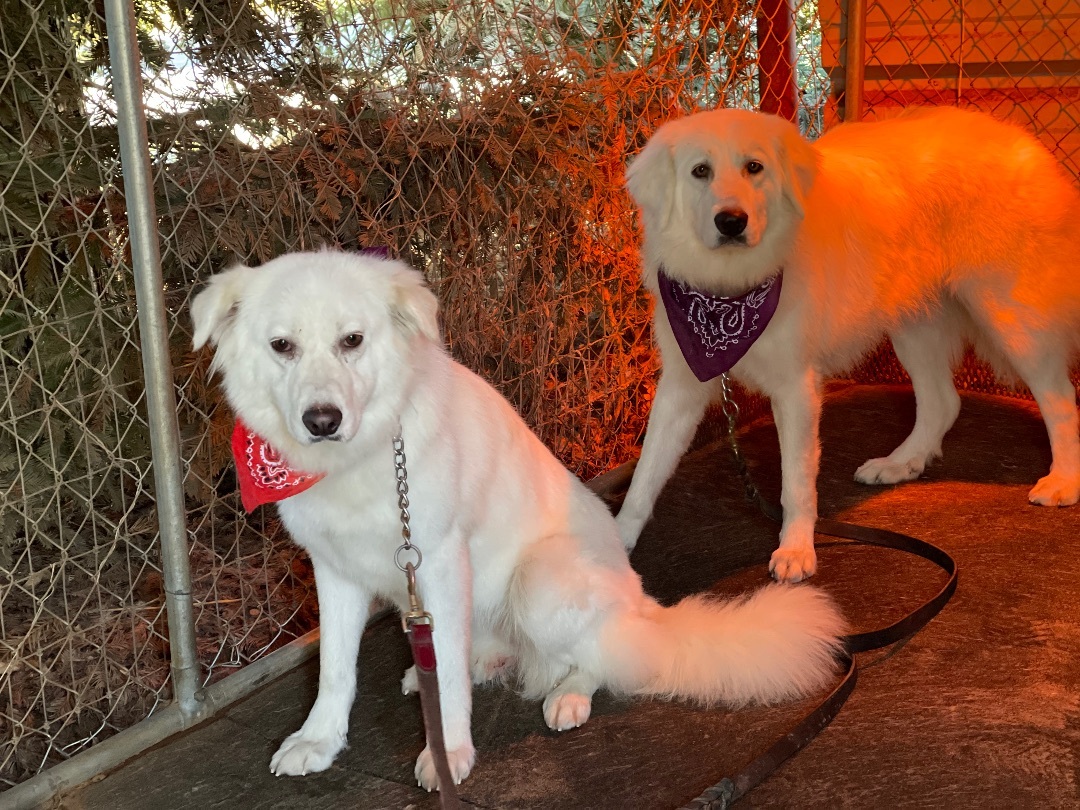 Louise, an adoptable Great Pyrenees in Wilton, CA, 95693 | Photo Image 3