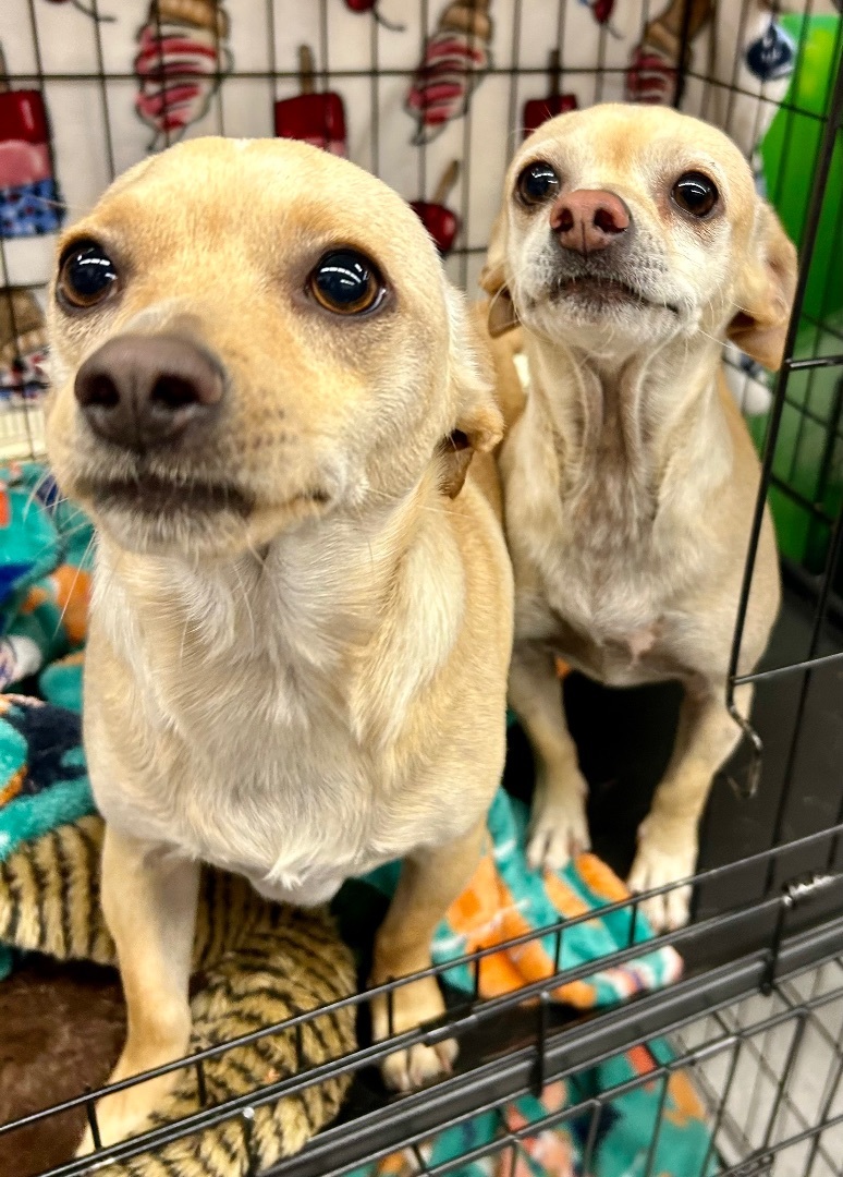 Happy and Andi, an adoptable Chiweenie in Bakersfield, CA, 93301 | Photo Image 1