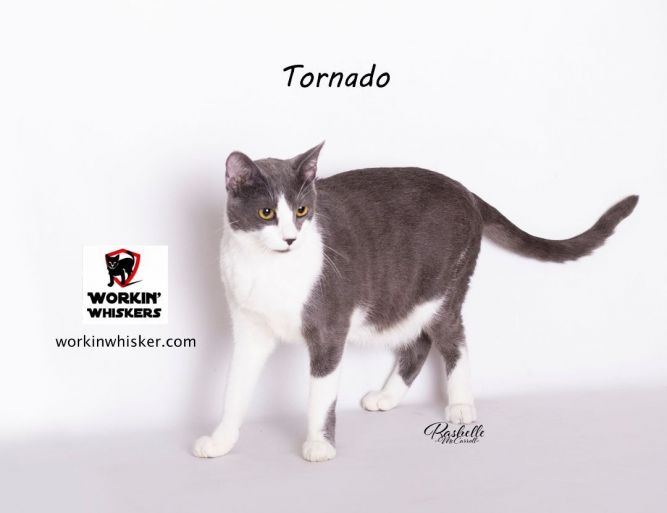 TORNADO