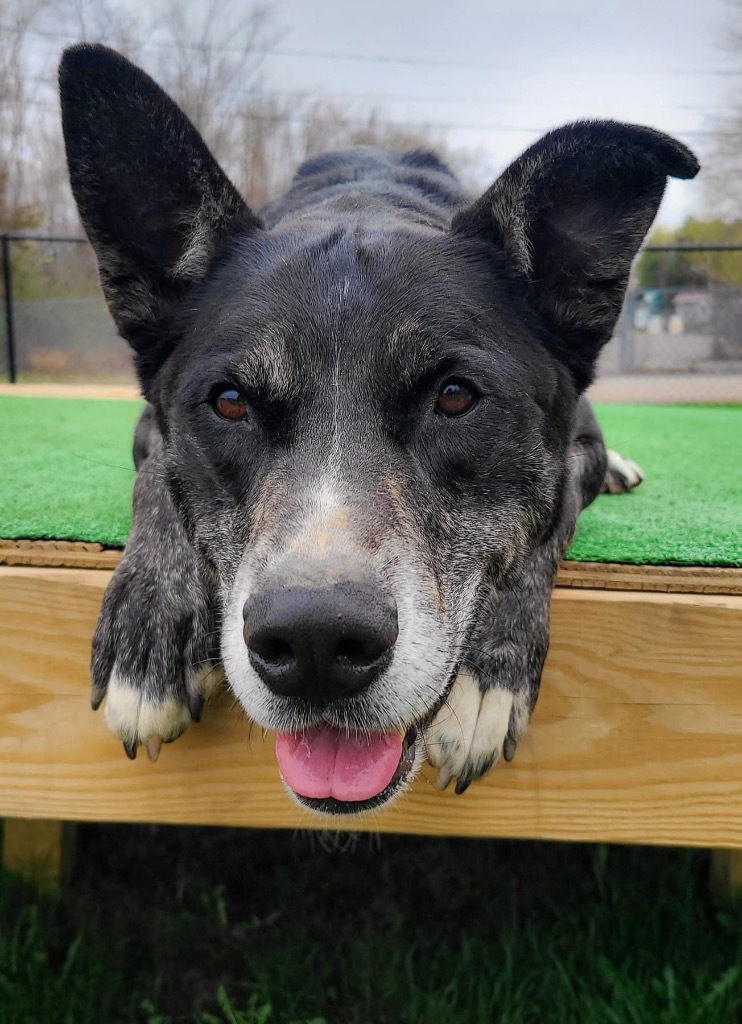 Bailey, an adoptable Husky, Shepherd in Meriden, CT, 06451 | Photo Image 1