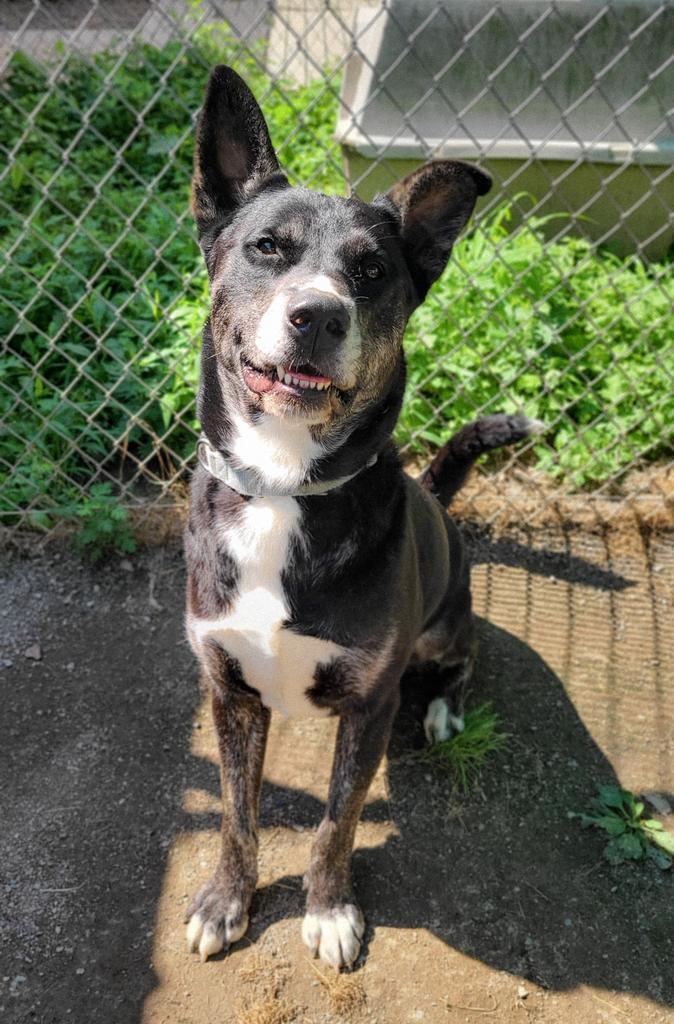 Bailey, an adoptable Husky, Shepherd in Meriden, CT, 06451 | Photo Image 2