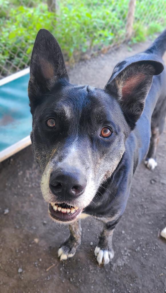 Bailey, an adoptable Husky, Shepherd in Meriden, CT, 06451 | Photo Image 3